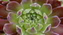 Sempervivum 'Rosie'