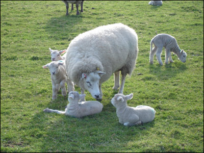 Spring lambs in West Malling. By Robert Lucas.