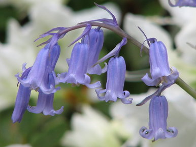Bluebells