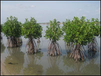 Mangroves in Sri Lanka