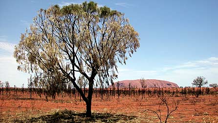 Australian outback, with Table Mountain