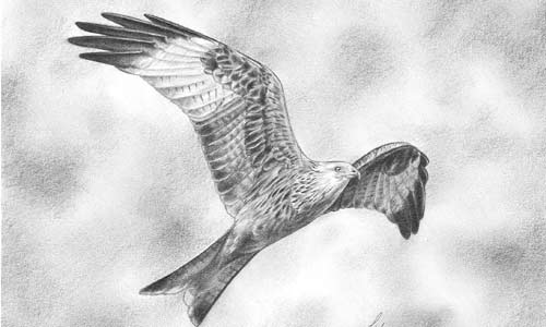 redkite-draw2.jpg