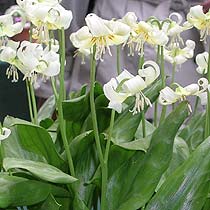 Erythronium grandiflorum