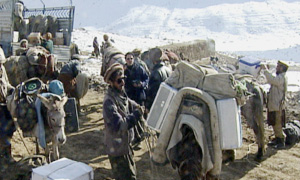 Donkeys in Kabul carrying satellite equipment