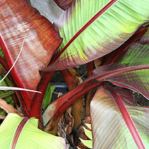 Ensete ventricosum 'Maurelii'