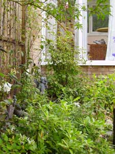 Trish Gibson's garden in Ipswich