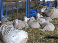 نسل گيری گوسفندان