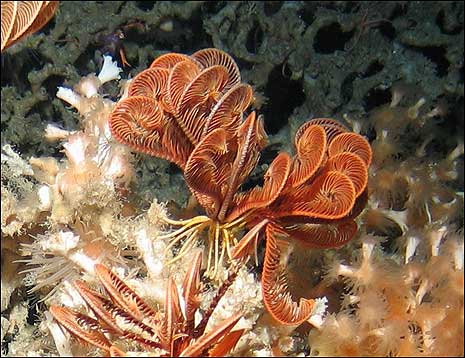 Marine life thrives deep underwater