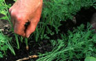Harvesting carrots