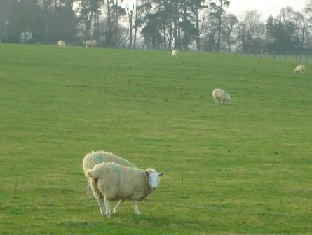Sheep in Inverness