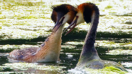 Great crested grebe in a courtship display by Anthony Cronin