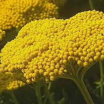 Achillea ageratum
