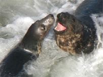 Seals in the sea 