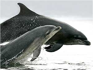 Moray Firth (Image: Dolphins c/o Charlie Phillips)