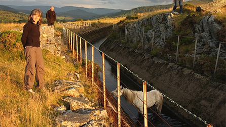 This feral pony had no escape