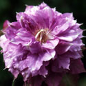 Clematis &lsquo;Vyvyan Pennell&rsquo;, Clematis
