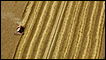 combine harvesting wheat in US