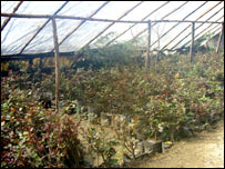 نهال و گل بته