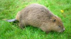 A close up of 'Eva' the Beaver. © Lower Mill Estate.