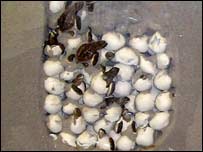 د کيشپانو بچي د هګيو څخه راوتلو پر مهال