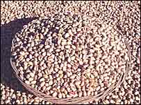 ايران بزرگترين توليد کننده و صادرکننده پسته در جهان است