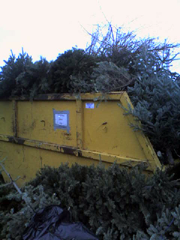 Trees after Christmas