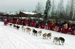 Dog team at the start