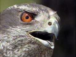 A Goshawk. © BBC