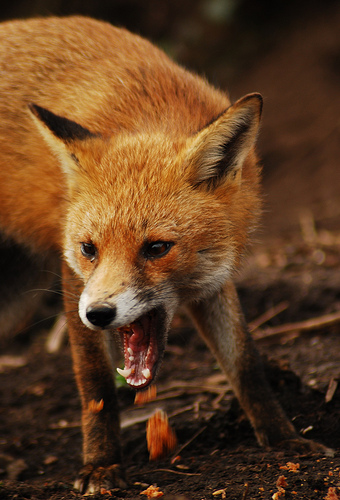 fox with mouth open by Lorna Griffiths