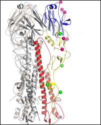 Vírus da gripe espanhola