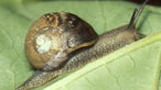 Garden snail