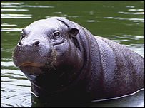 Hippo
