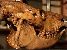 Crânio e mandíbula de lêmur gigante extinto