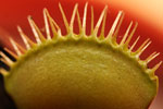 Venus Flytrap