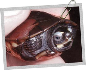 Many of the turtles were too ill to be released in the wild