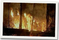 Tanau mawr Awstralia