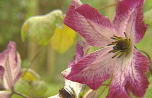 Clematis