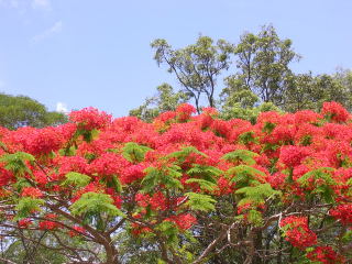 Flame trees; these were in bloom all over the areas we visited, and were absolutely stunning.