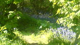 Bluebell wood...
