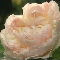 Rose 'Evelyn'
