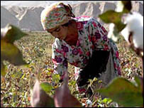 Pamuk tarlasında çalışan kadınlar