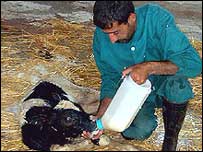 Tele (ilustrační foto)