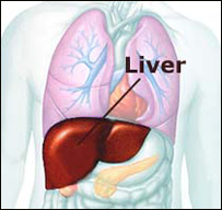 دماشومانوژېړی