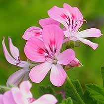 Pelargonium 'Camphor Rose'