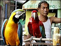 Pássaros à venda em Jacarta, na Indonésia