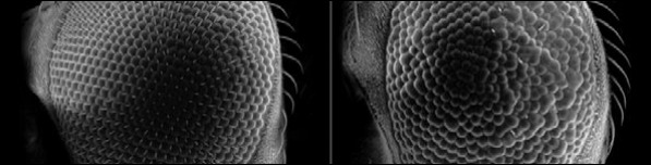 scanning electron microscope images of the eyes of two fruit flies