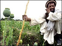 Một cánh đồng anh túc ở Afghanistan