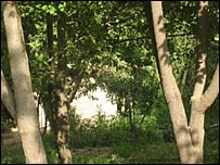 Мевасиз дарахтлар