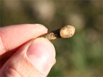 An ancient tooth - Pic: Johnny Dufort, National Trust
