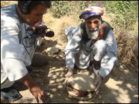 کنگينه انگور